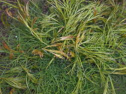 Image of hog's-fennel