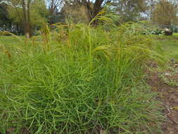 Image of hog's-fennel