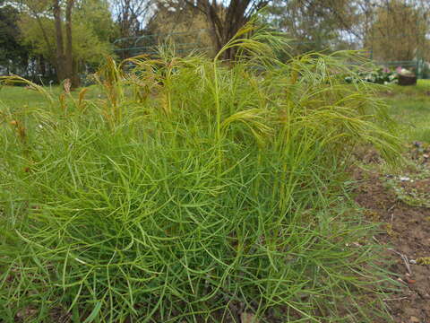 Слика од Peucedanum officinale L.