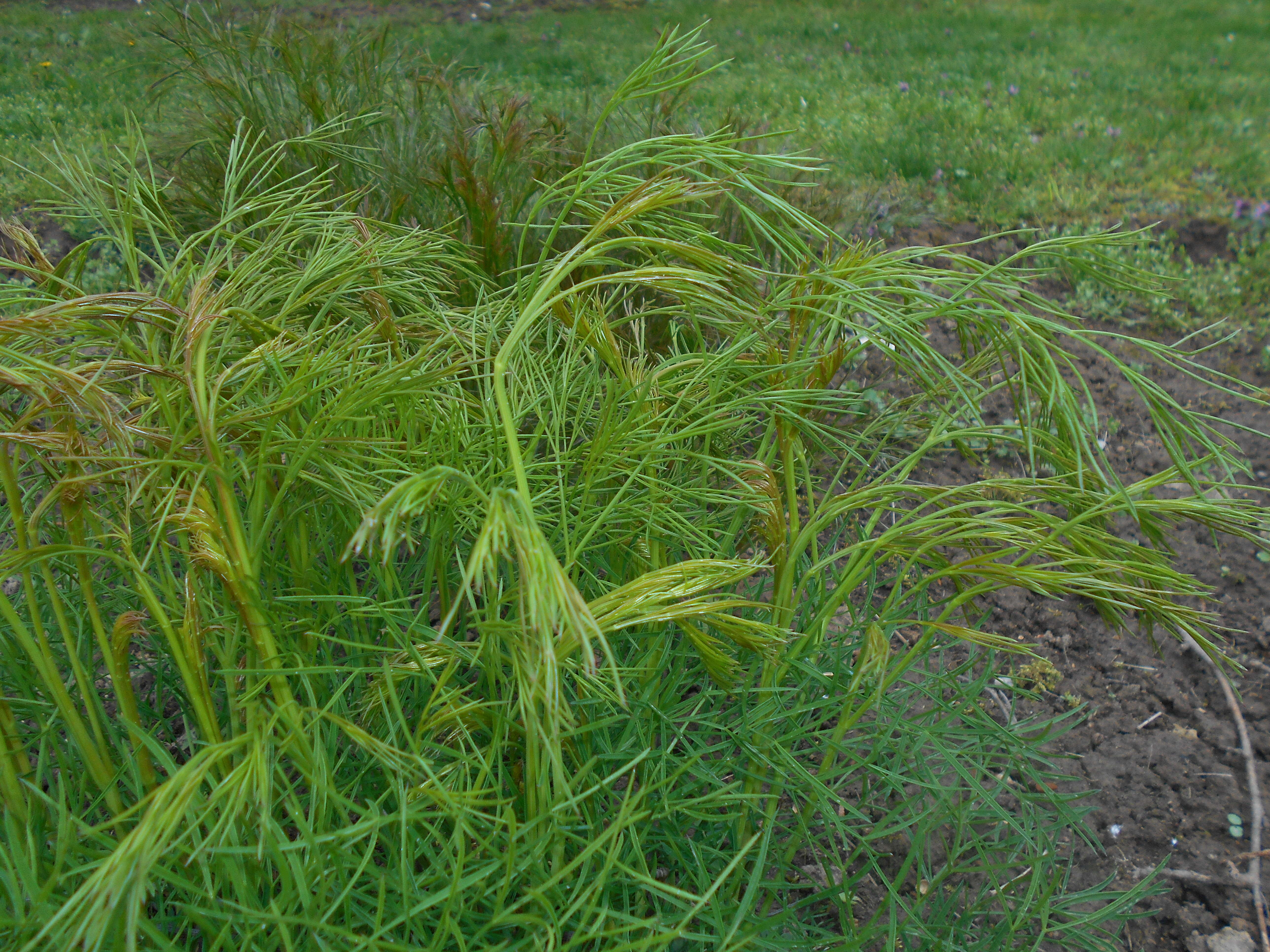 Peucedanum officinale L. resmi