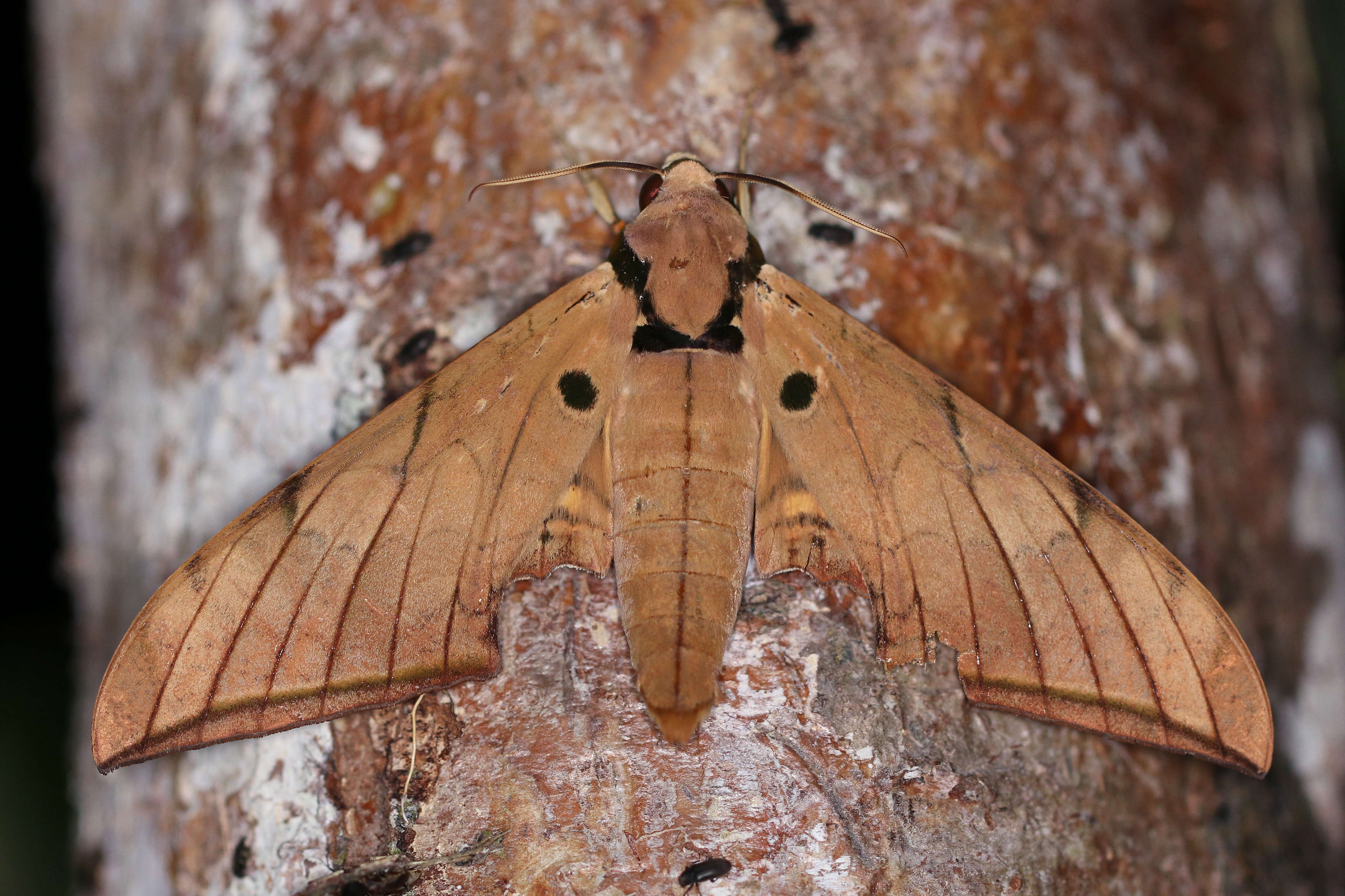 Image of Ambulyx pryeri Distant 1887