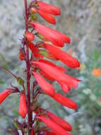 Image of firecracker penstemon