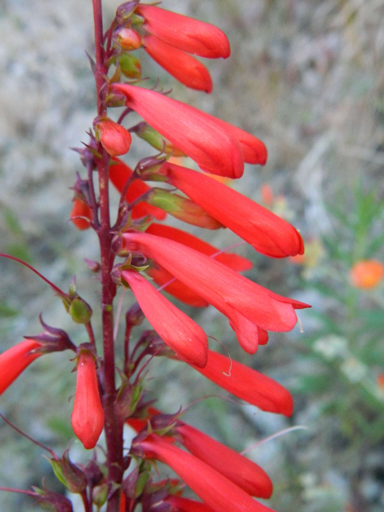 Image of firecracker penstemon