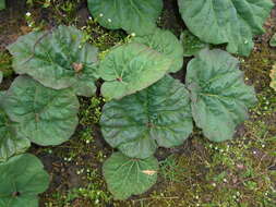 Image of Chinese rhubarb
