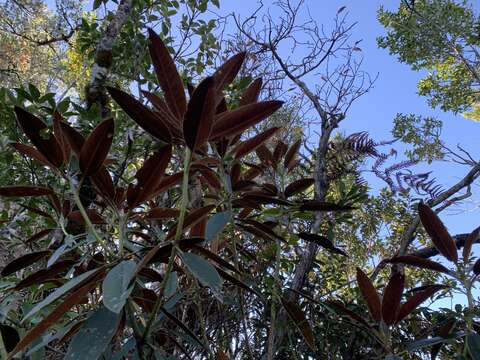 صورة Rhododendron hyperythrum Hayata