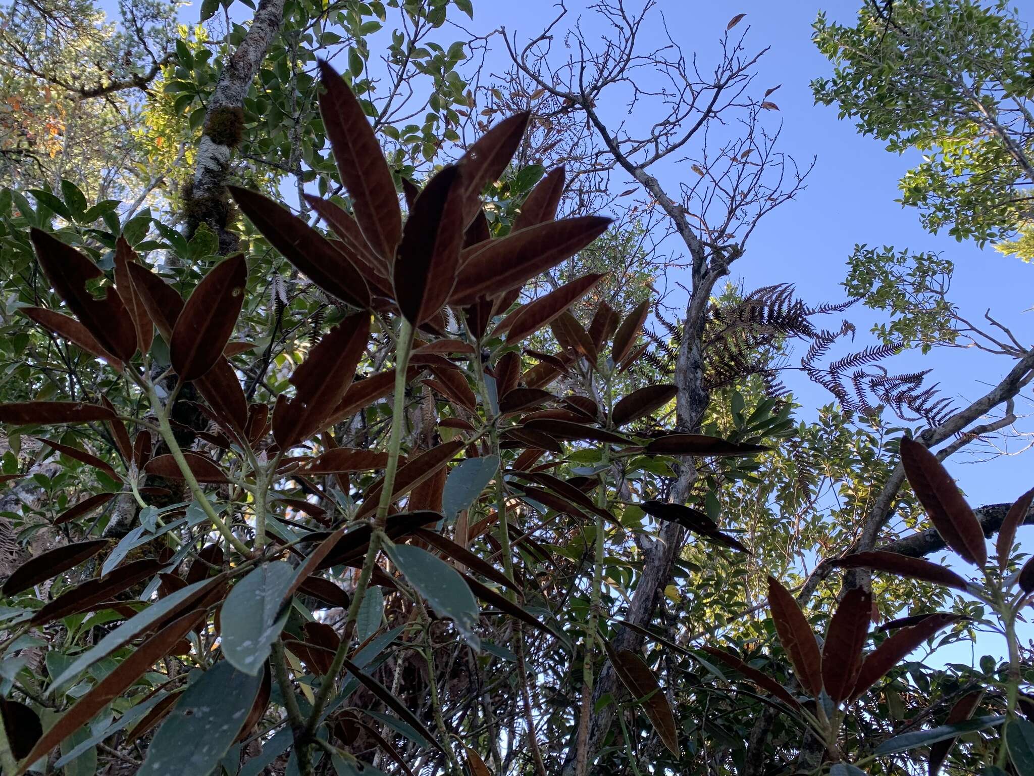 صورة Rhododendron hyperythrum Hayata