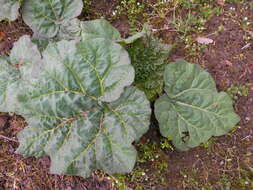 Image of Chinese rhubarb
