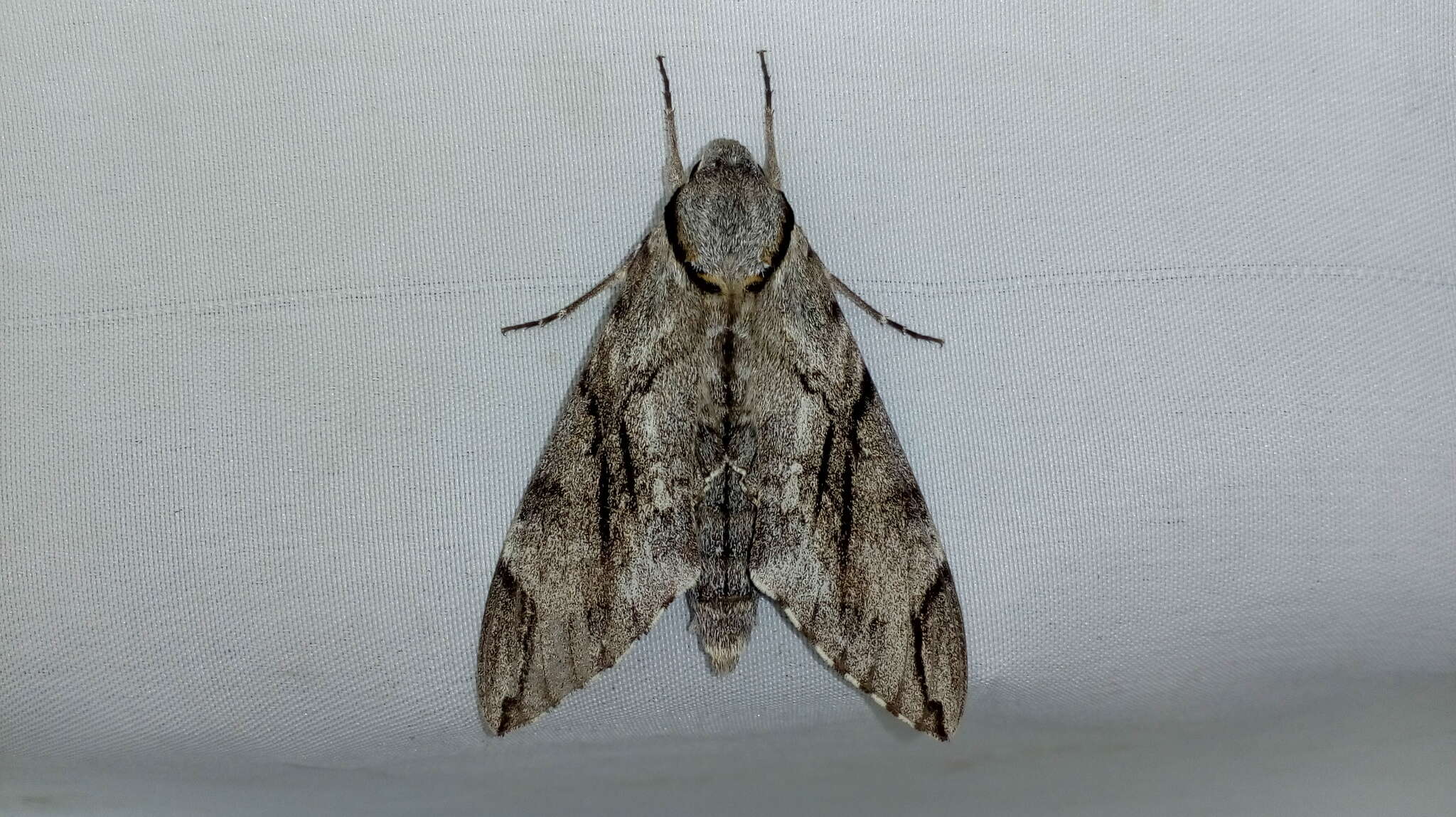 Image of Gray hawk moth