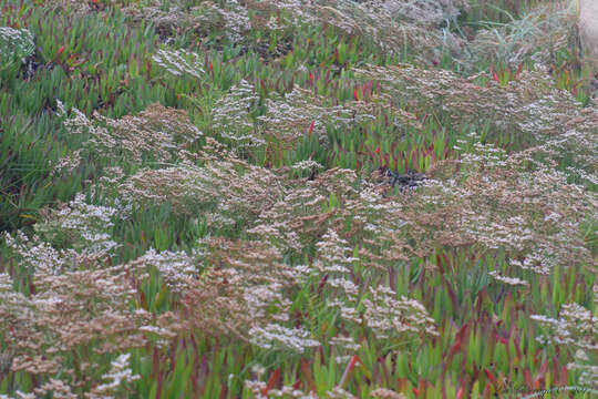 Imagem de Limonium brasiliense (Boiss.) O. Kuntze