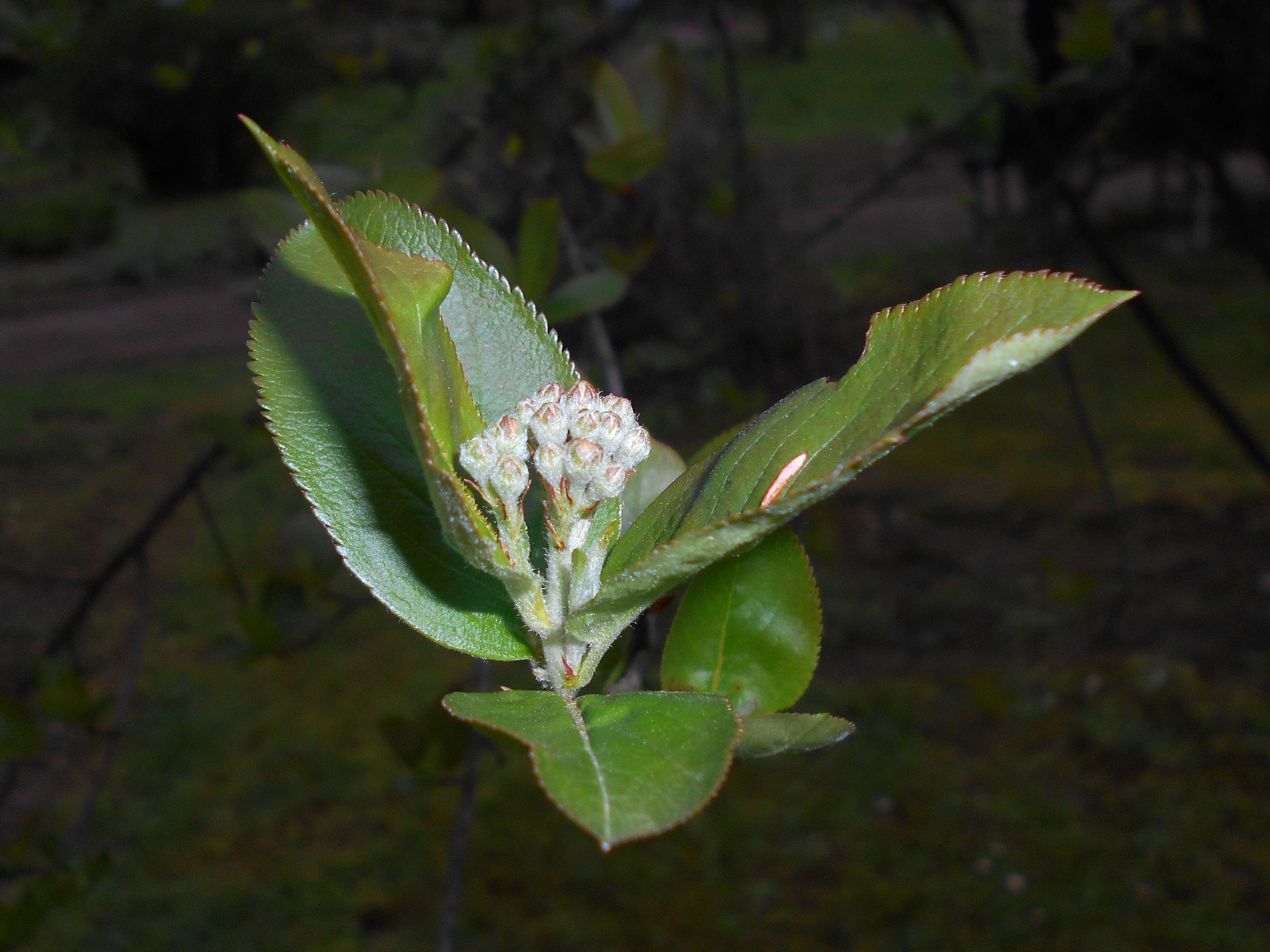 Plancia ëd Aronia melanocarpa (Michx.) Elliott