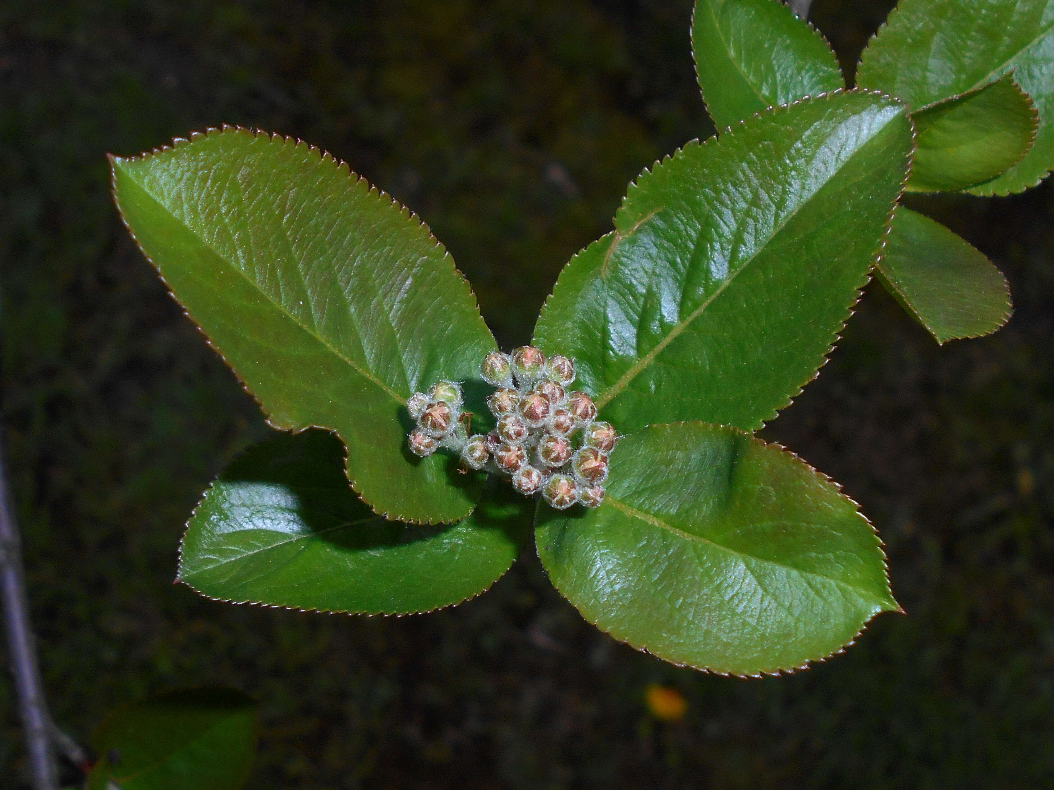 Image of Black Chokeberry