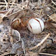 Latrodectus pallidus O. Pickard-Cambridge 1872的圖片