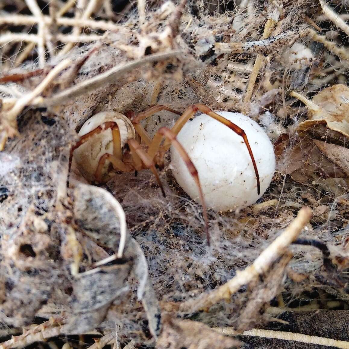 Plancia ëd Latrodectus pallidus O. Pickard-Cambridge 1872