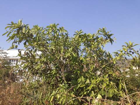 Image of Ficus hispida L. fil.