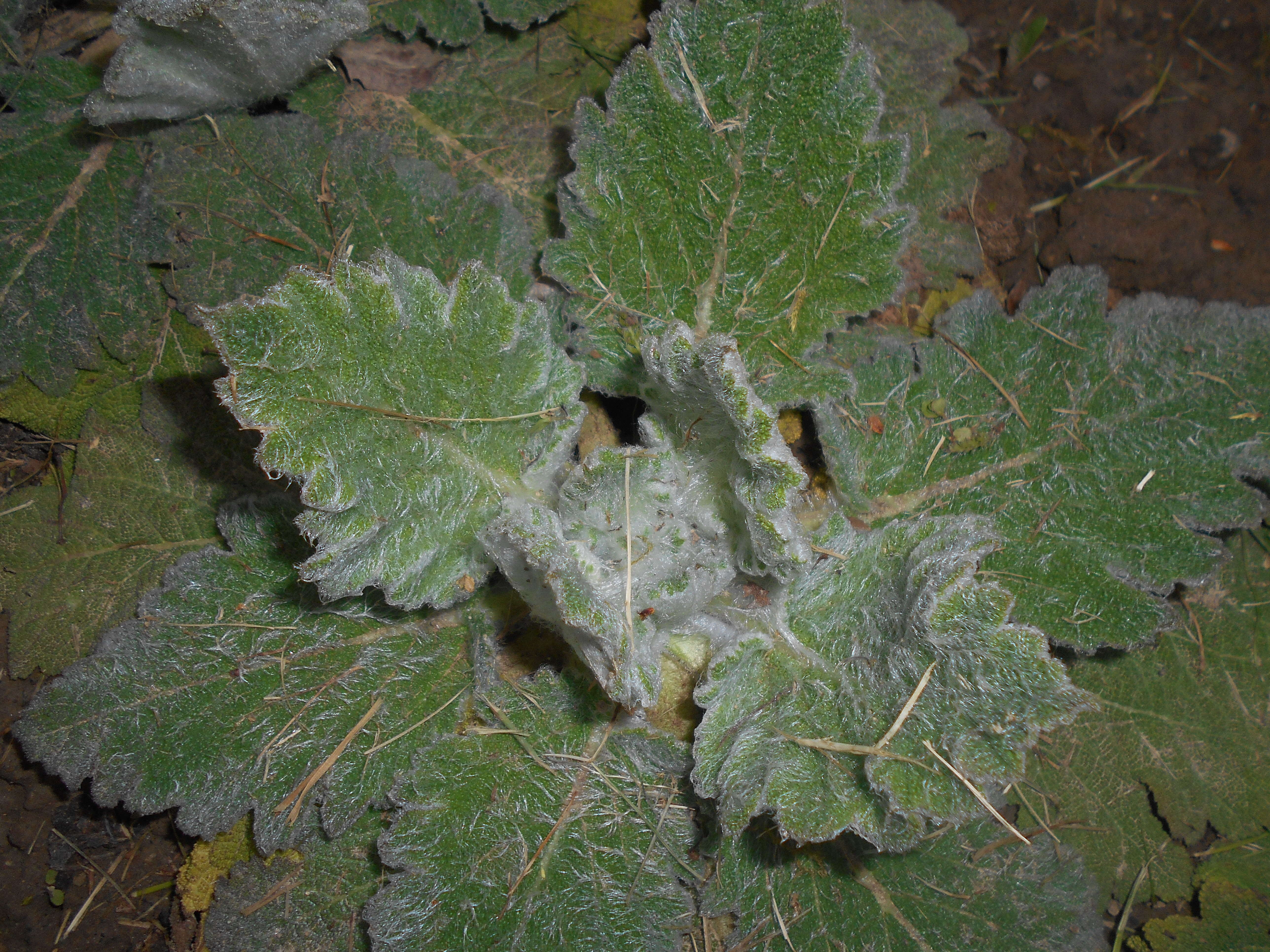 Imagem de Salvia aethiopis L.