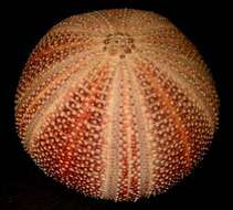 Image of sea urchins