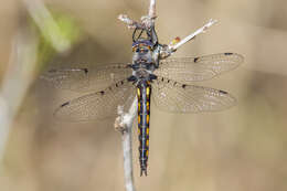 Image of Dot-winged Baskettail