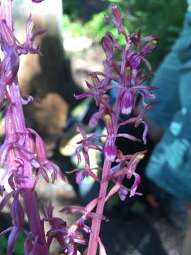 Image of Pacific coralroot