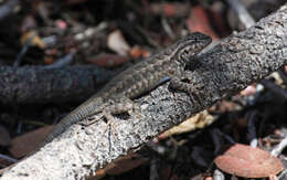 Image of Southern Sagebrush Lizard