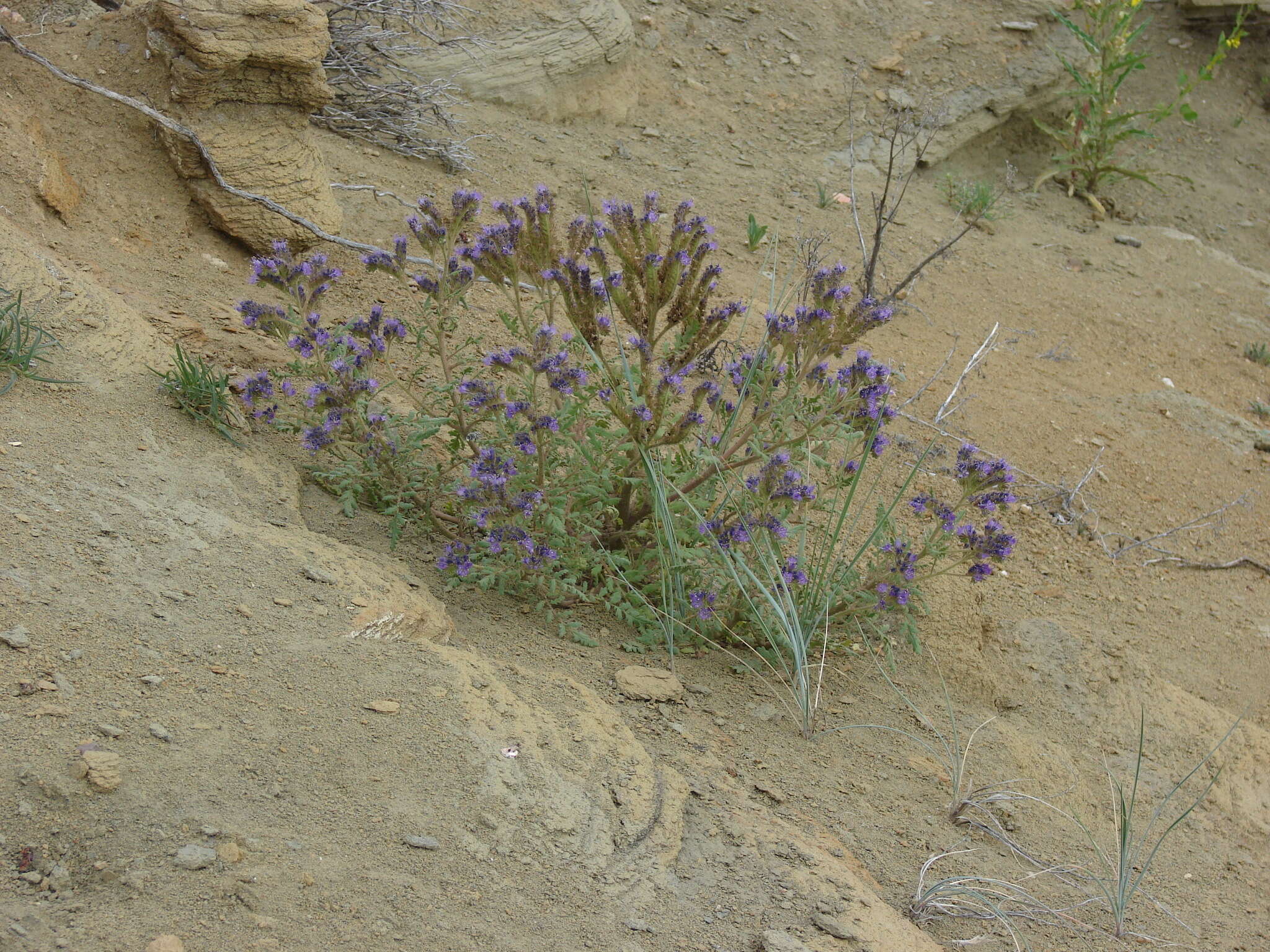 Phacelia formosula Osterh.的圖片