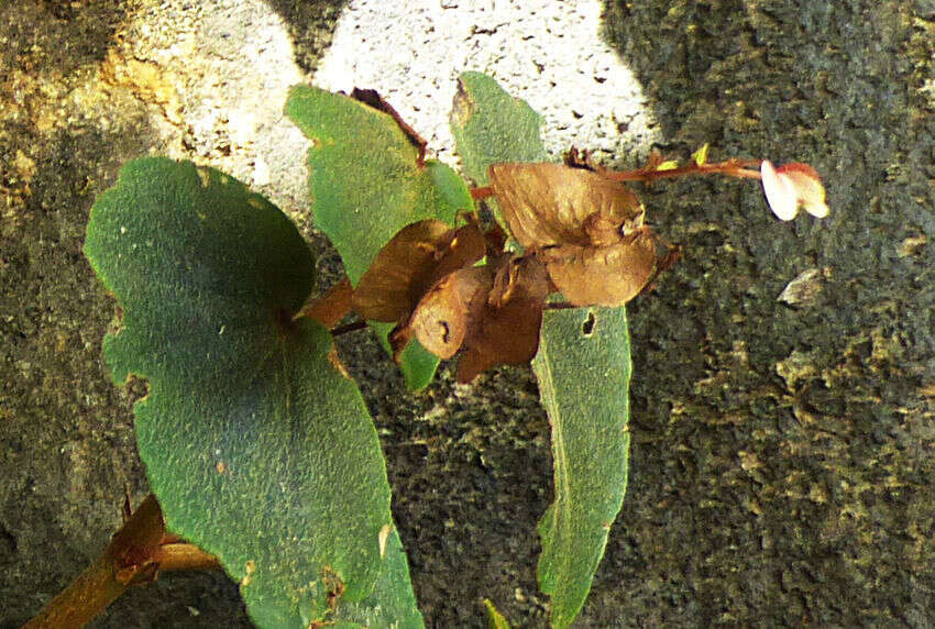 Image of Begonia subvillosa Klotzsch