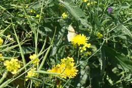 Image of Colias fieldii Ménétriès 1855