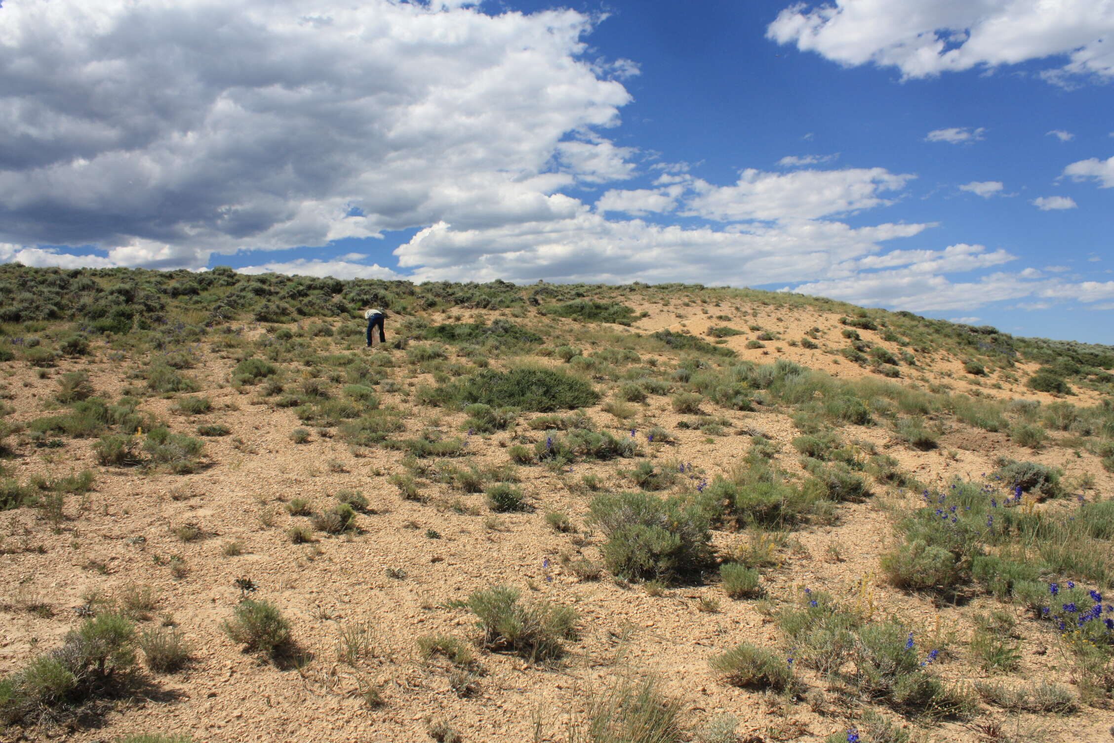 Image of Northpark phacelia