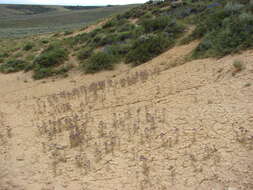 Image of Northpark phacelia