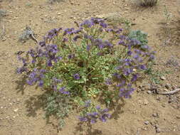 Image of Northpark phacelia