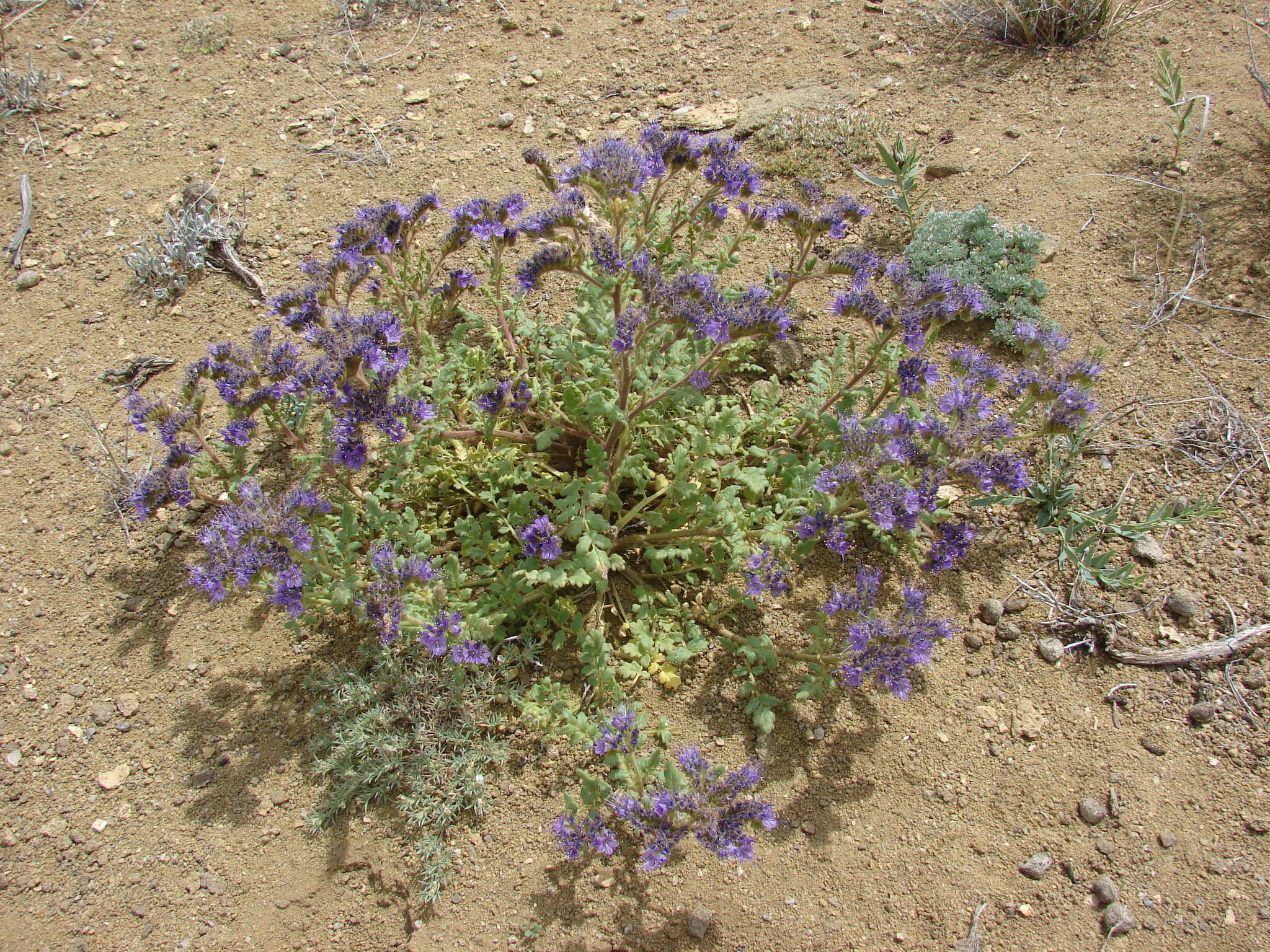 Phacelia formosula Osterh.的圖片