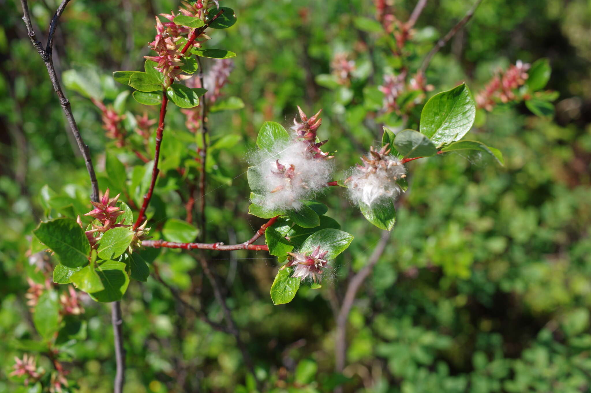 Image of Salix dshugdshurica A. Skvortr.