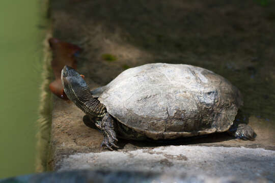 Image of Balkan pond turtle