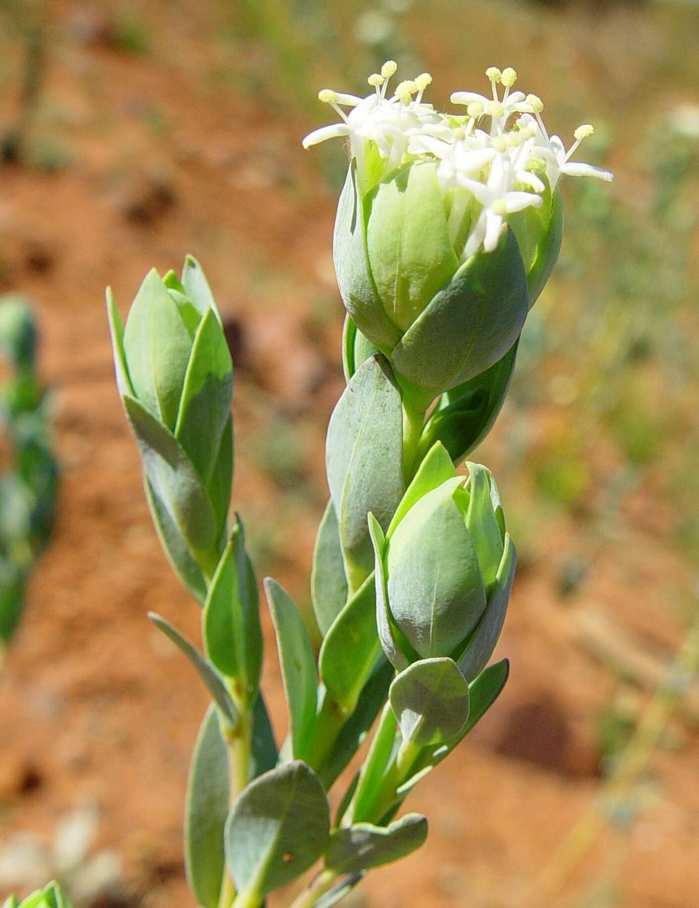 Image of Pimelea holroydii F. Müll.