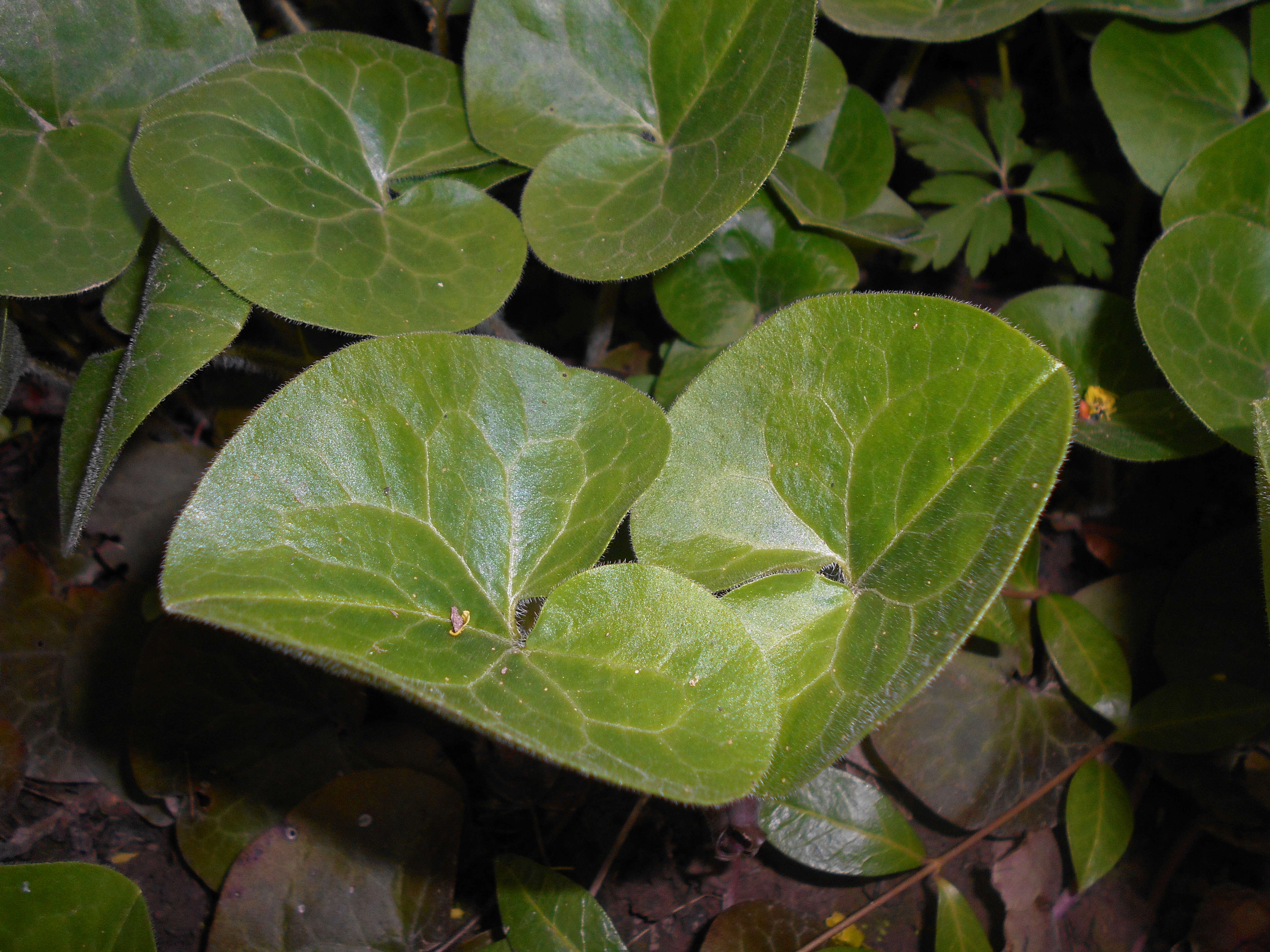 Image of European wild ginger