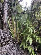 Image of Polynesian Twig-Rush