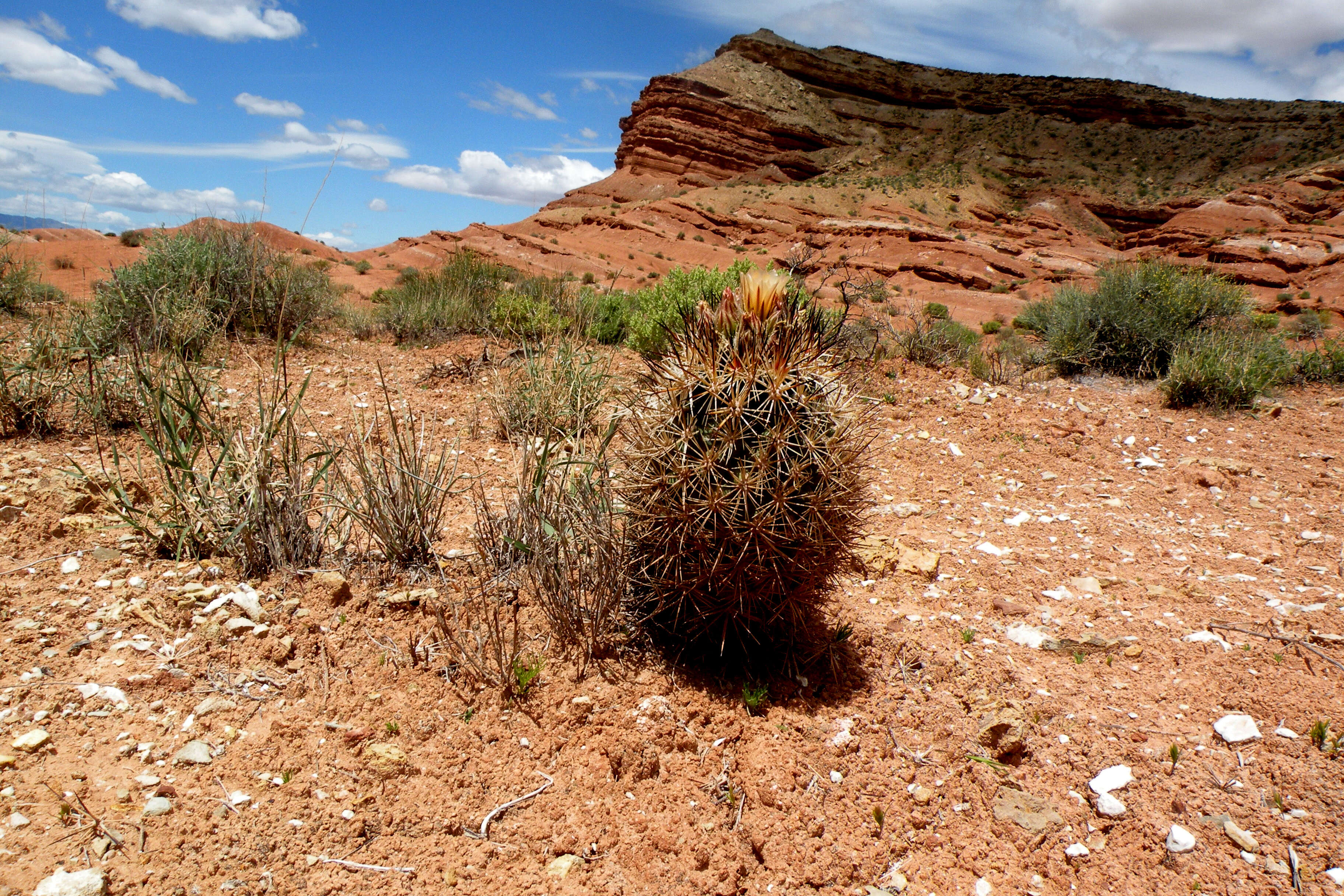 Plancia ëd Pediocactus sileri (Engelm. ex J. M. Coult.) L. D. Benson