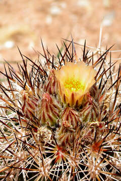 Plancia ëd Pediocactus sileri (Engelm. ex J. M. Coult.) L. D. Benson