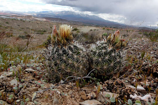 Plancia ëd Pediocactus sileri (Engelm. ex J. M. Coult.) L. D. Benson