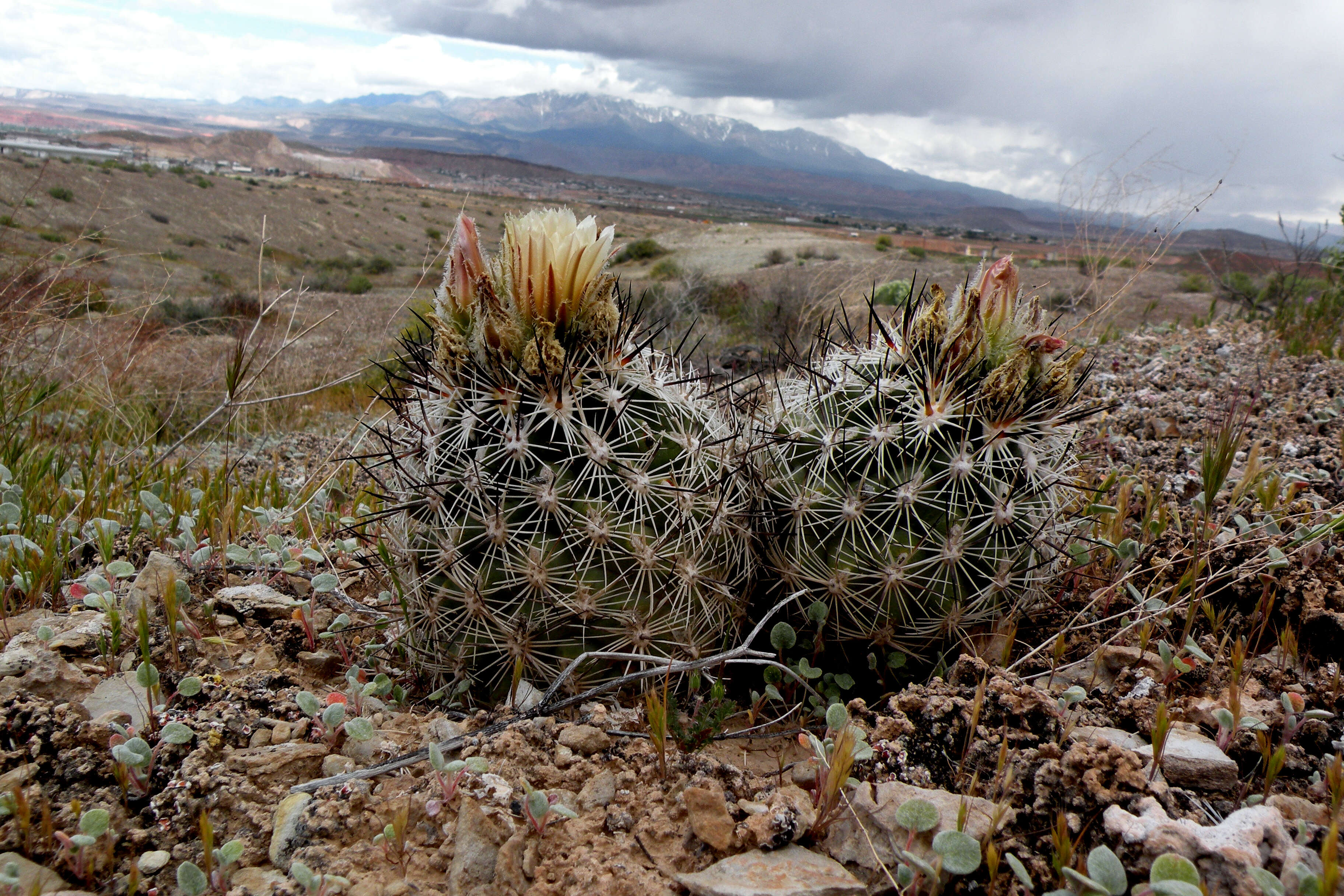 Plancia ëd Pediocactus sileri (Engelm. ex J. M. Coult.) L. D. Benson