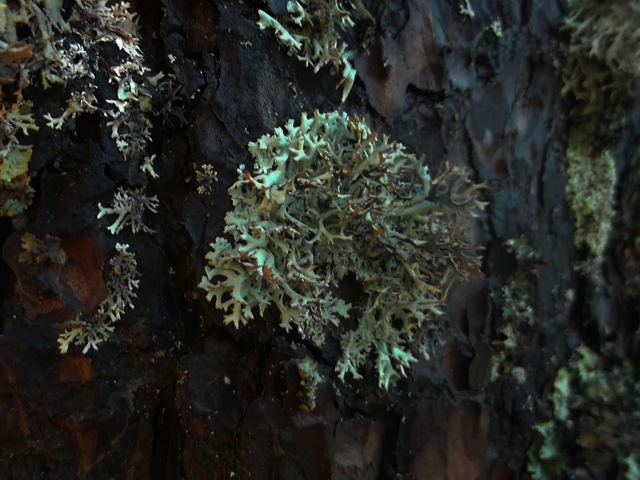 Image of light and dark lichen