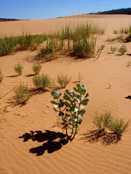 Imagem de Asclepias welshii N. H. Holmgren & P. K. Holmgren