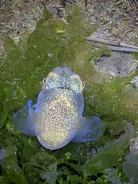 Image of Southern Bobtail Squid