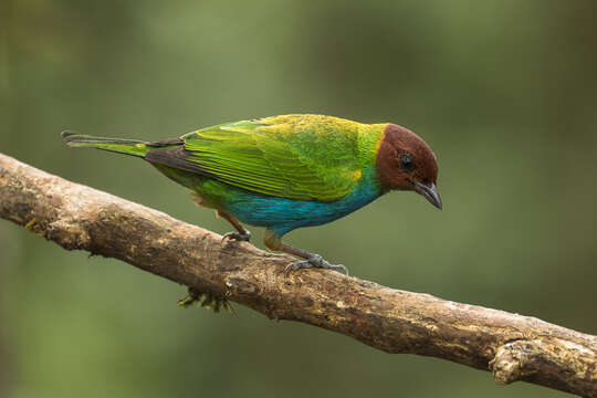 Image of Bay-headed Tanager