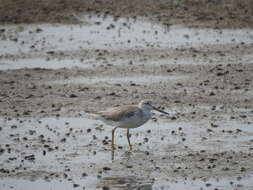 Image of Nordmann's Greenshank