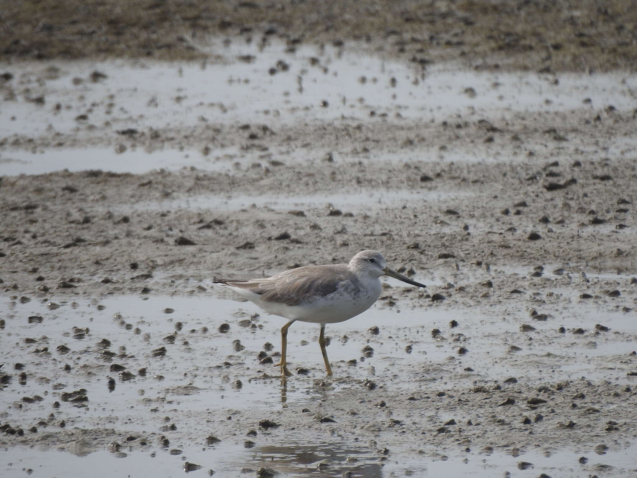 Image of Nordmann's Greenshank