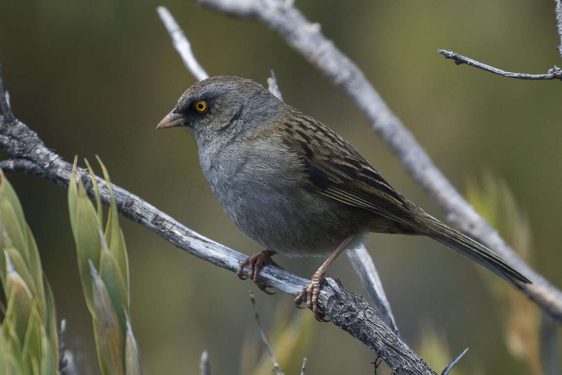 Image of Volcano Junco