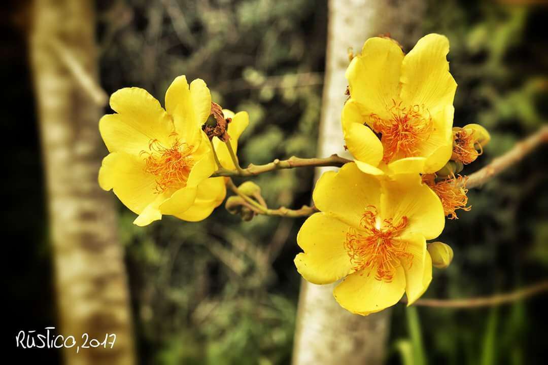 Imagem de Cochlospermum vitifolium (Willd.) Spreng.