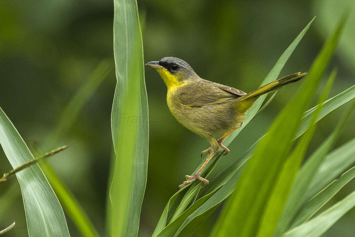 Image of Gray-crowned Yellowthroat