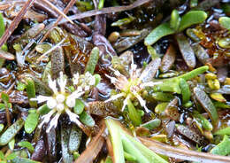 Image of Abrotanella caespitosa Petrie ex T. Kirk