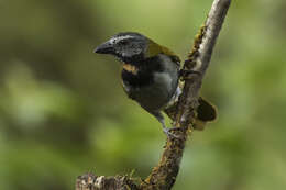 Image of Buff-throated Saltator